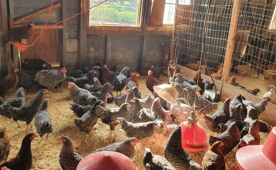 Chickens at Dare 2 Dream Farms in Lompoc