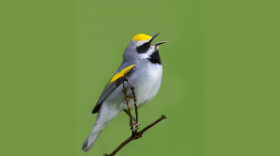The golden winged warbler is one bird species in Virginia that's part of the population declines. (Photo by The US Fish And Wildlife Service)