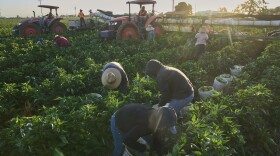 People in long sleeved outfits and large brimmed hats kneel down to pick crops. They stand in rows of leafy green vegetables, with people driving farm implements in the background