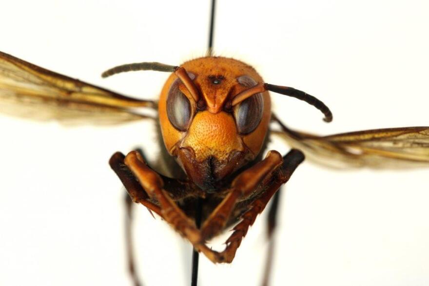 An Asian giant hornet specimen