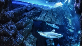 In this undated handout photo provided by Heinrich Heine University Duesseldorf in January 2026, a blacktip reef shark swims at Sealife Oberhausen in Oberhausen, Germany.