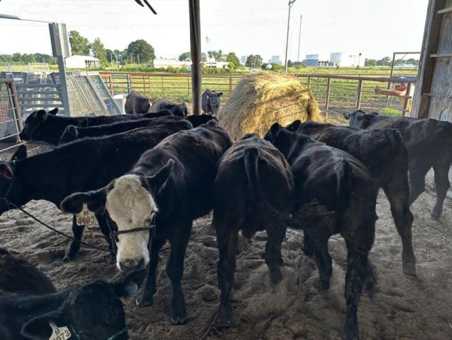 Cows are pictured at the University of Missouri South Farm. There is a hay bale behind them.