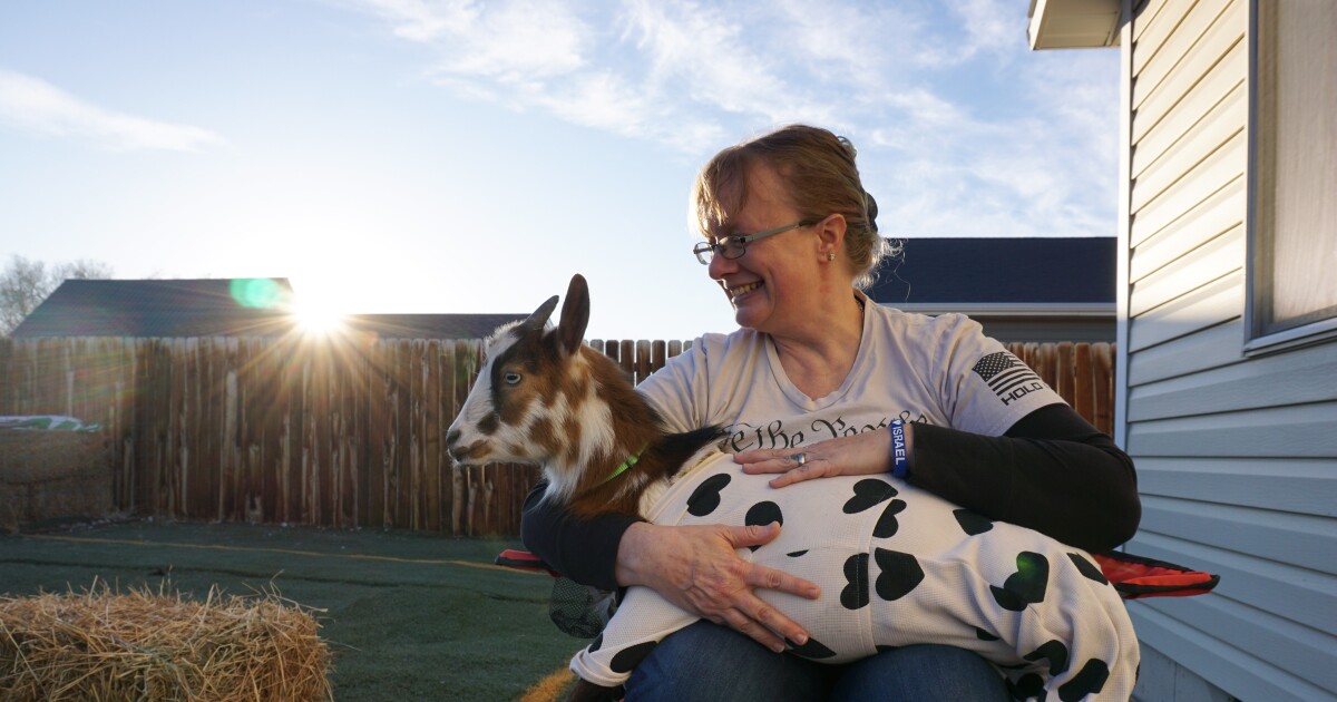 How a tiny goat tested Wyoming’s values of freedom and small government