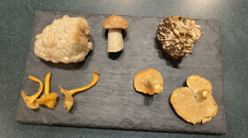 A selection of mushroom that can currently be found in forests across Vermont