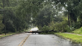 Downed tree off 23rd Street during Tropical Storm Idalia.