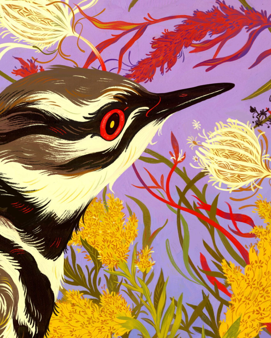 A shorebird.