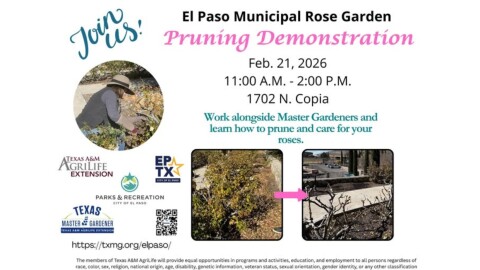 Prune your roses before they break winter dormancy to make sure they stay healthy and productive for that pop of color around your home.