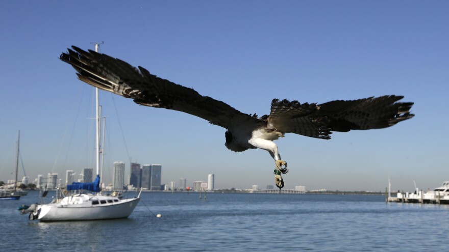 A Western Osprey flies after being released into the wild in Miami Beach.