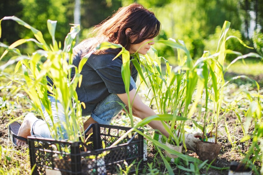 A woman kneeling to plant seedlings