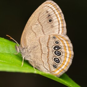 Mitchell's satyr butterfly.