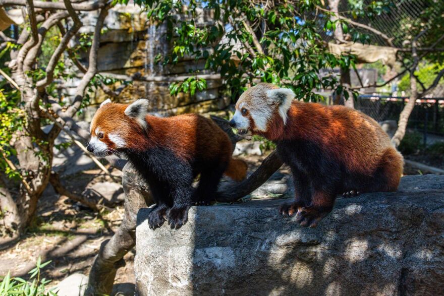 Red Panda twins born at the Santa Barbara Zoo