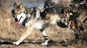 In this undated file photo provided by the U.S. Fish and Wildlife Service, a Mexican gray wolf leaves cover at the Sevilleta National Wildlife Refuge, Socorro County, N.M. (Jim Clark/U.S. Fish and Wildlife Service via AP, File)