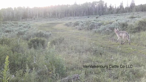 A member of the One Ear wolf pack sizes up cattle on Adam VanValkenburg's ranch in Jackson County. VanValkenburg has been dealing with One Ear Pack wolves in his cattle since before Colorado's wolf reintroduction started, when a breeding pair of wolves migrated into the area from Wyoming. He spends upwards of 30 hours per week working with nonlethal tools to keep wolves away from his livestock.