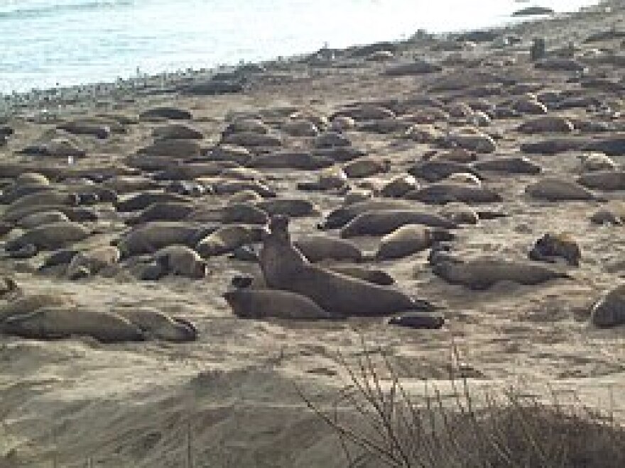 Seals gathering near the beaches at Ano Nuevo State Park