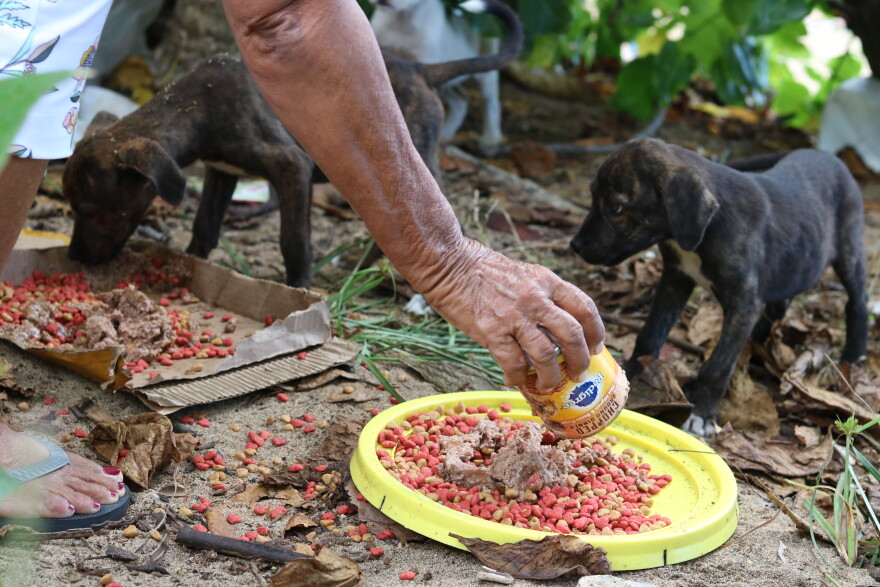 Volunteers feeding stray animals, many of which were abandoned after the storm.