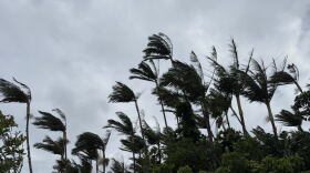 Trees blow in the wind in Honolulu on Friday, Sept. 25, 2026.