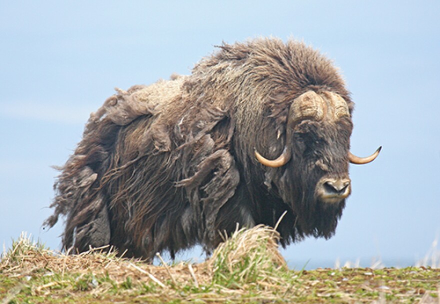 A muskox bull is seen on Nunivak Island.