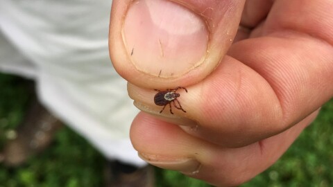 A person holds a tick between their thumb and forefinger.