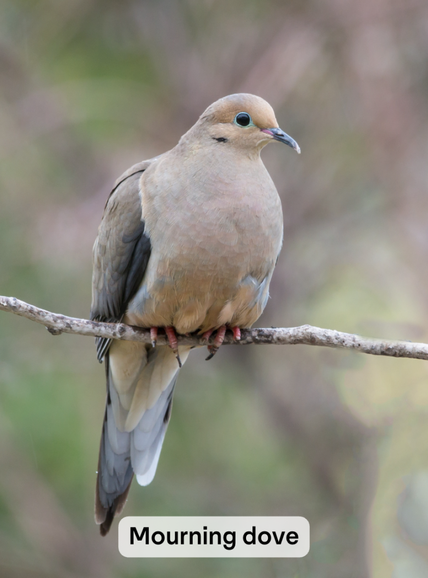 A Mourning Dove sits on a twig. It has a beige belly and grey back, and a slighty downcurved beak. The background is blurred green and brown.