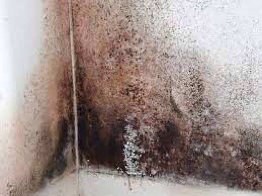 It is critical not to ignore mold growth in your home. If left untreated, mold can lead to long-term health issues like wheezing, coughing and shortness of breath that may worsen over time.