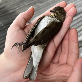 A Wisconsin Night Guardian volunteer holds a stunned Swainson's Thrush in Milwaukee.