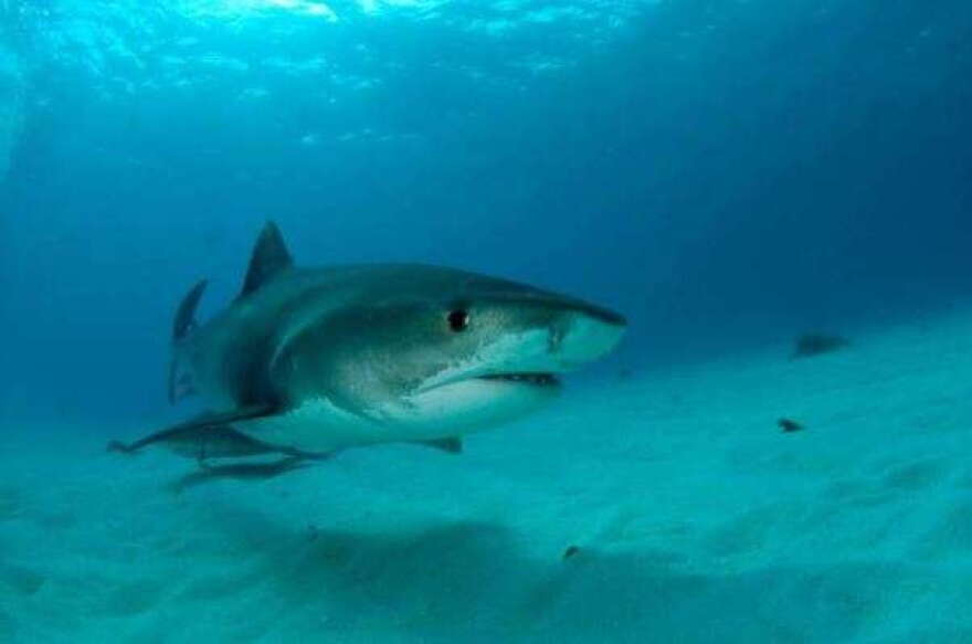A new University of Miami study found that tiger sharks are moving north, outside protected waters, as climate change warms the ocean. (Neil Hammerschlag/University Of Miami Rosenstiel School Of Marine And Atmospheric Science)