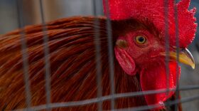 A rooster is held in a cage on a farm in Austin, Texas.
