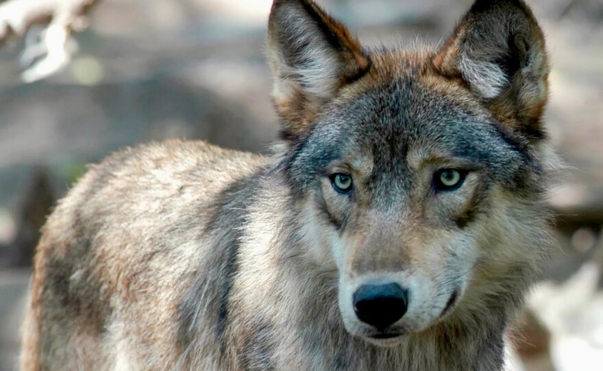 FILE – A gray wolf at the Wildlife Science Center in Forest Lake, Minn.