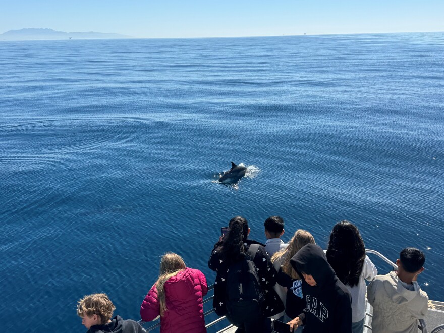 Dolphins are in abundance and like to play in the wake of the boats