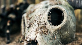 Skull with horns into the desert. Dry goat skull on the sand in desert