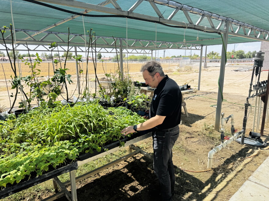 At the green house at AWC Dr. Hikmet Budak, Director of Agriculture Programs at Arizona Western College specializes in plant genetics.