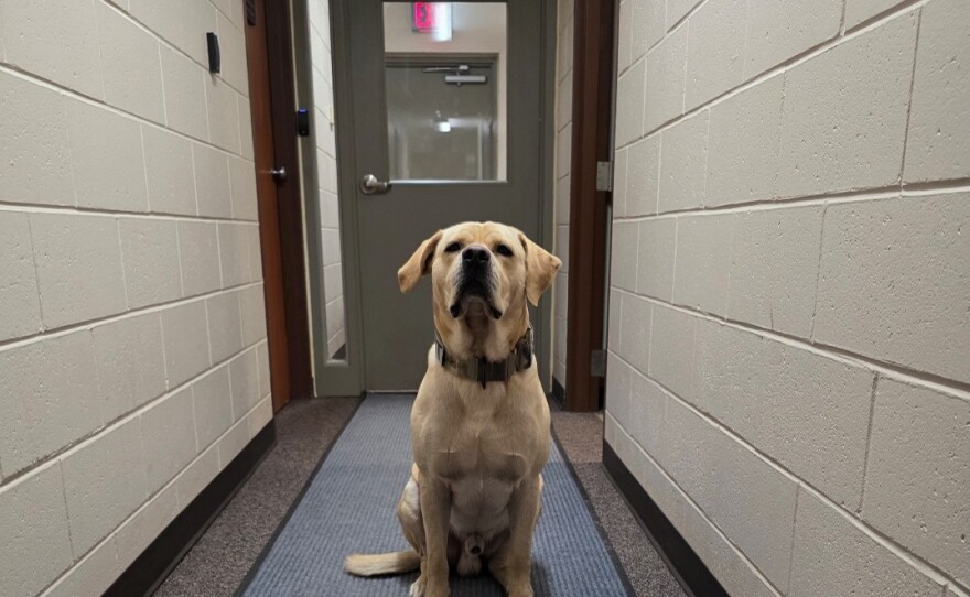 Photo of Debwe, the drug-sniffing dog.