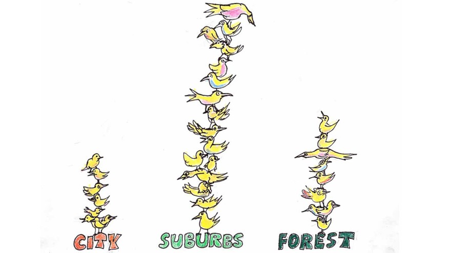 Where the birds are.
