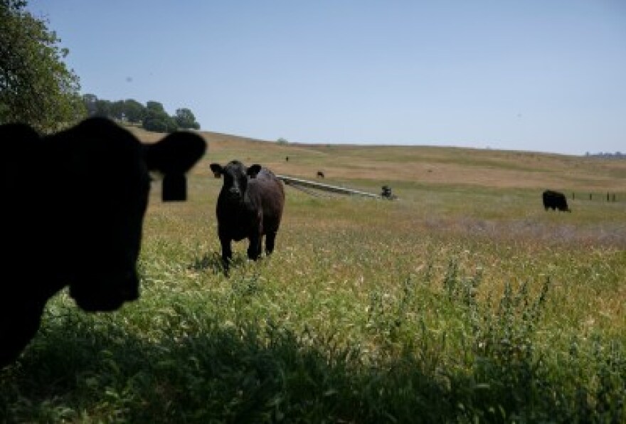 Pastures were turning yellow in April, long before summer, on Megan Brown’s ranch in Oroville. Brown wonders what climate change will mean for the future of ranching in California.