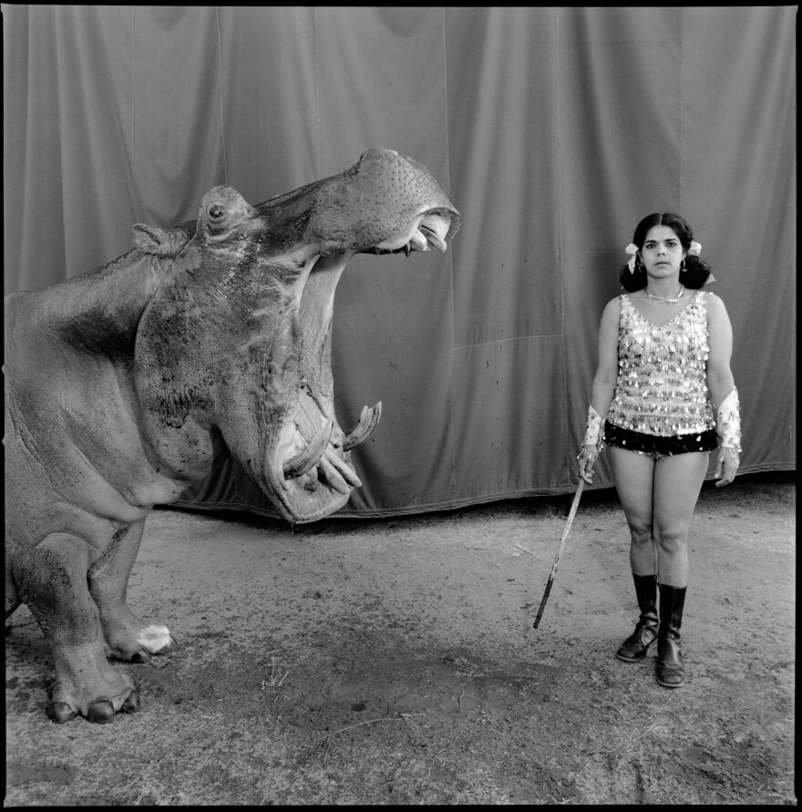 Hippopotamus and performer, Great Rayman Circus. Chennai, India, 1989.