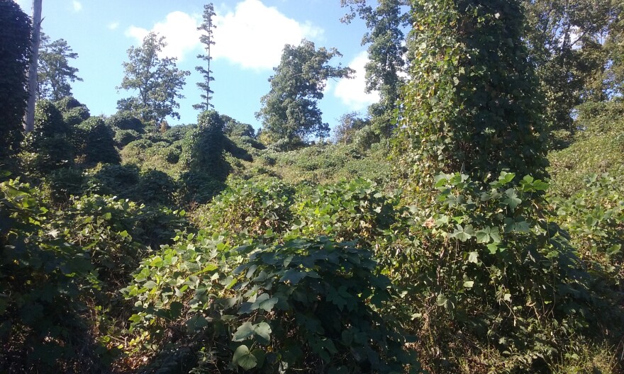 A field infested with kudzu before the goats are brought in.