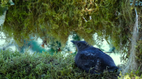 FILE - A marbled murrelet in July 2021