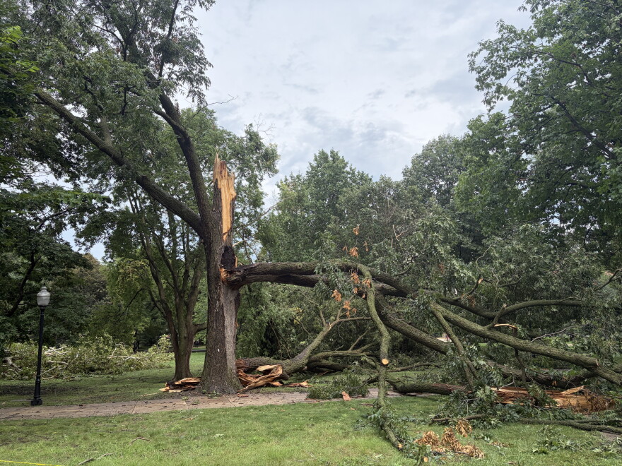 A tree cracked in half is toppled onto a soggy green lawn.