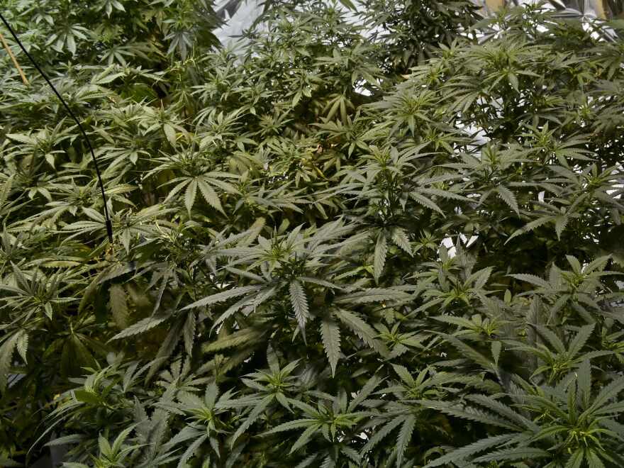 Marijuana plants are grown for medicinal purposes in a clandestine greenhouse in Mexico City in 2015. Mexico legalized medical marijuana in 2017, but recreational pot remains largely illegal.