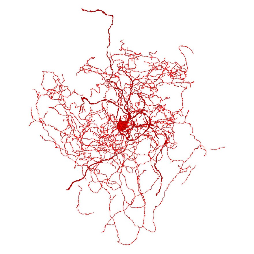 A digital reconstruction of a rosehip neuron.