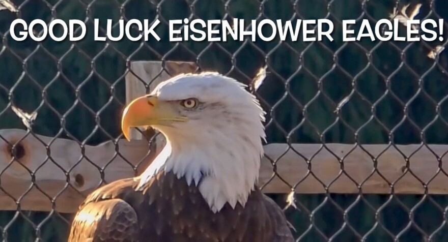 Niabi Zoo's bald eagle wished the Eisenhower Eagles well in a brief video.
