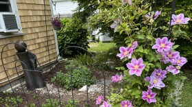 We say goodbye to May's tulips and watch for June's flowers to come into bloom.
