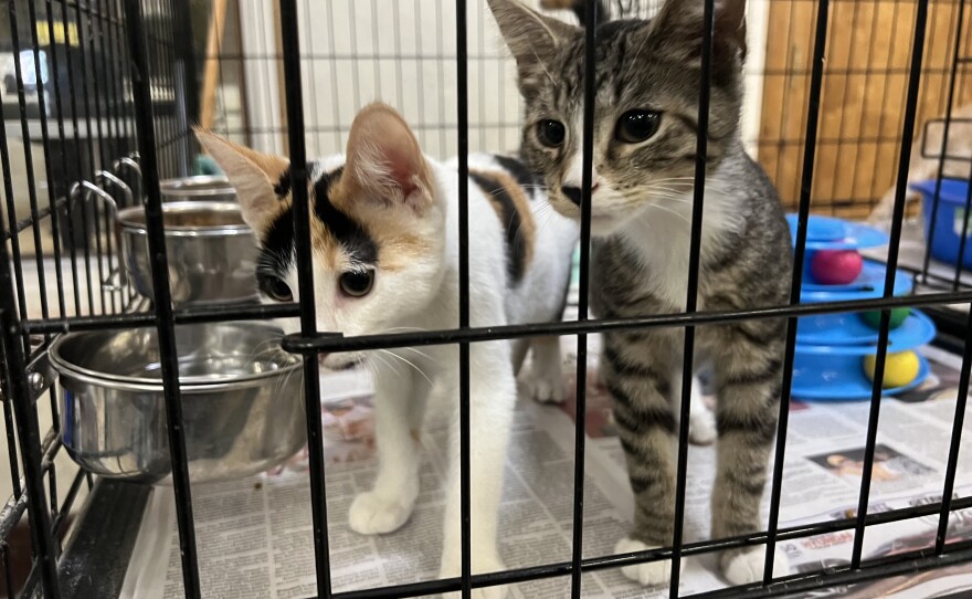 Kittens are available for adoption at St. Cats & Dogs.