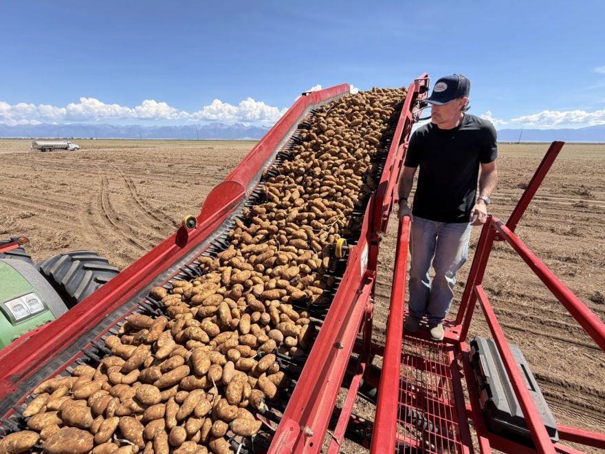 Harvested potatoes wait for a truck to transport the russets to a bagging warehouse, as Asier Artaechevarria checks for quality, near Hooper, Colo., on Aug. 26, 2026.