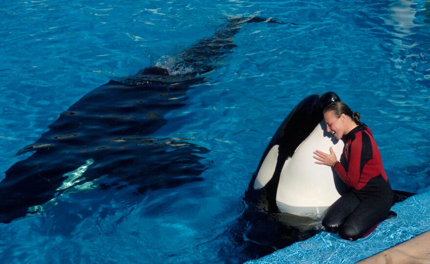 SeaWorld Agrees To End Captive Breeding Of Killer Whales | WWNO