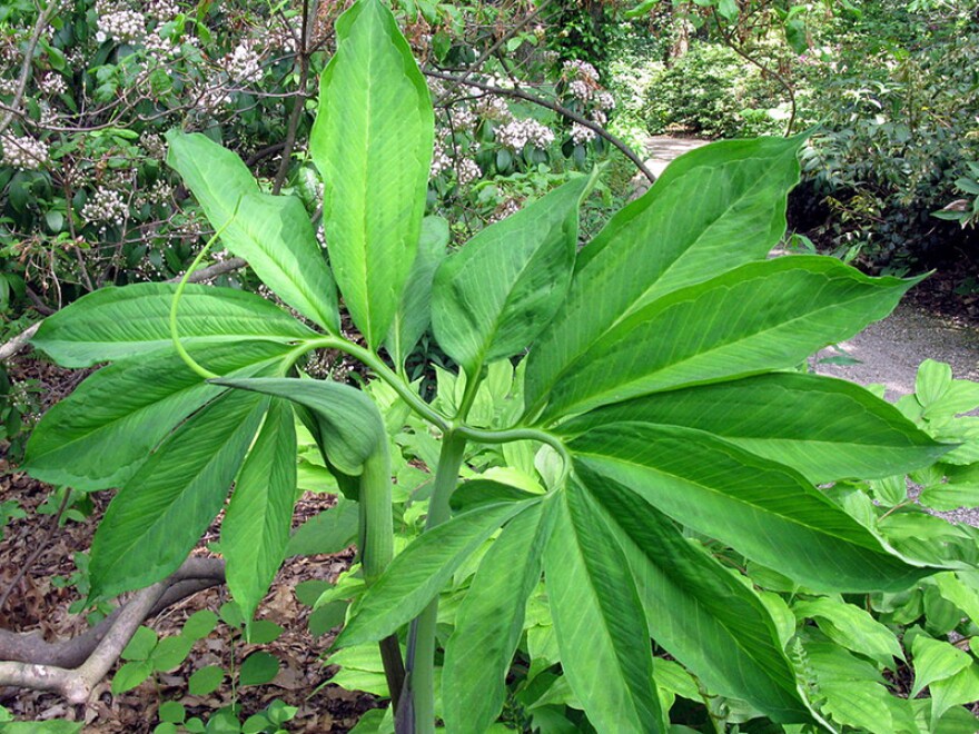 Green Dragon (Arisaema dracontium)