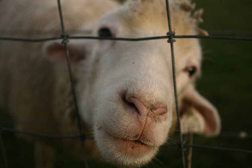 An animal farm run by Everett's parks department is thought to be the source of E. coli infections that have sickened four people.