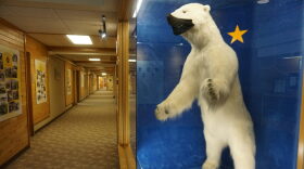 A mounted polar bear on display at Joint Base Elmendorf-Richardson, seen on March 24, 2021, sports a mask similar to those worn by people trying to avoid the spread of COVID-19. That year was the worst in Alaska for pandemic deaths. Now the SARS-CoV-2 virus, which causes COVID-19, is considered endemic, and the death toll in the just-completed season was only a small fraction of that during the peak years for the disease.