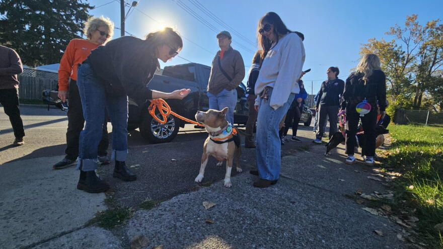 Volunteers dote on a dog in Buffalo's Old South Ward, where there will be a new animal shelter in a few years.