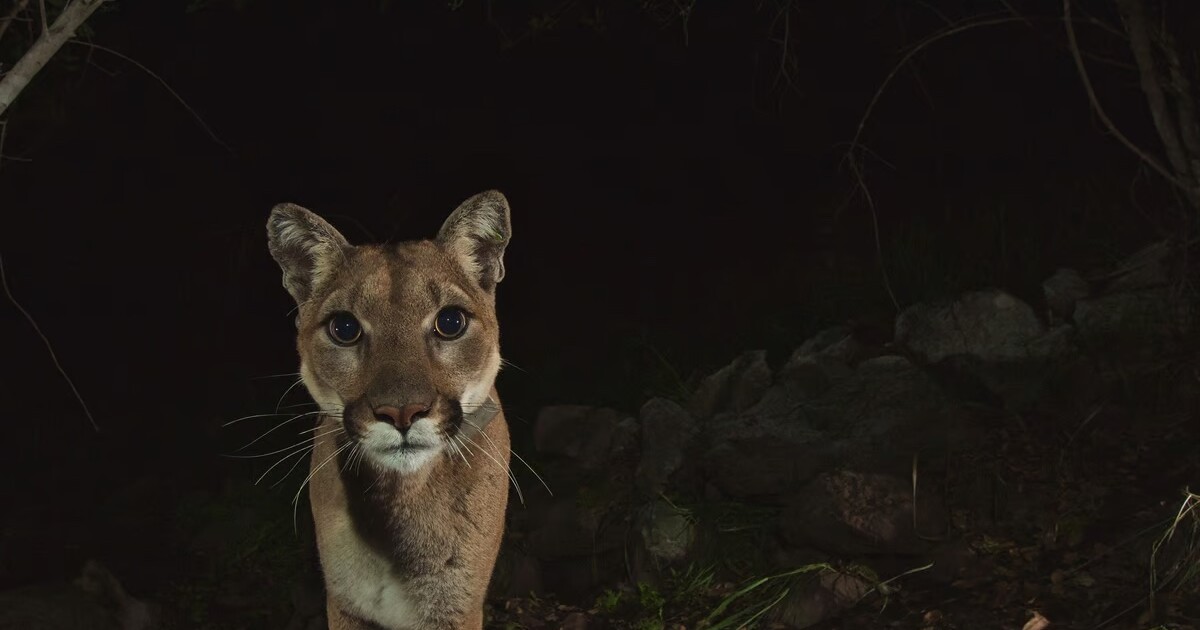 How many mountain lions live in California? New research offers an